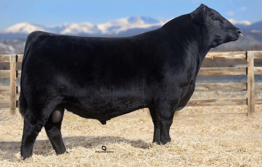 Black Angus bull standing in a pen, looking to the side. Mountain background.