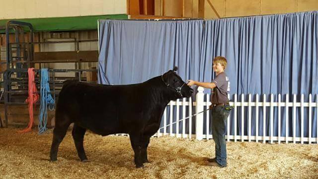 Boy in a show ring, holding a black Angus cow by a halter.