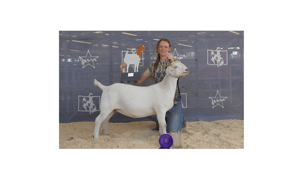 Woman kneels with a white goat at a show. The goat has a halter, a purple bow, and there are star awards.