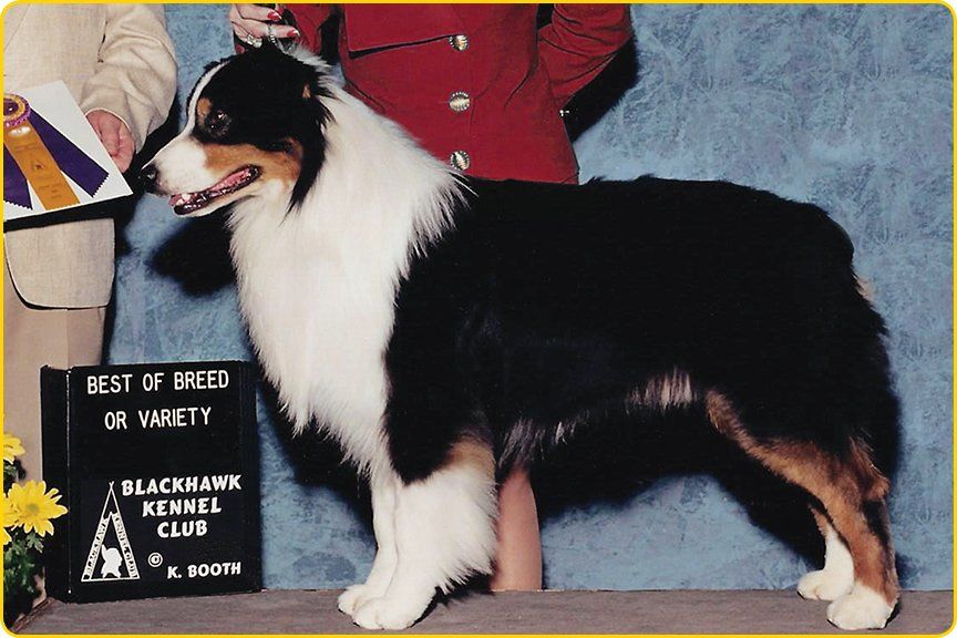 Australian Shepherd dog at a show, black, white, and tan markings, with a