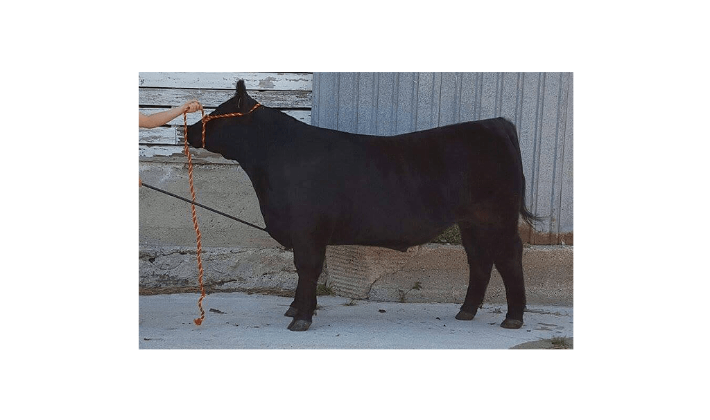 Black cow standing near a wooden building, facing left, with a rope around its head.