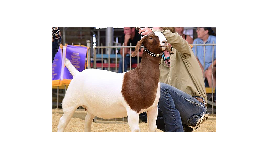 Brown and white goat at a livestock show, being posed by a handler.