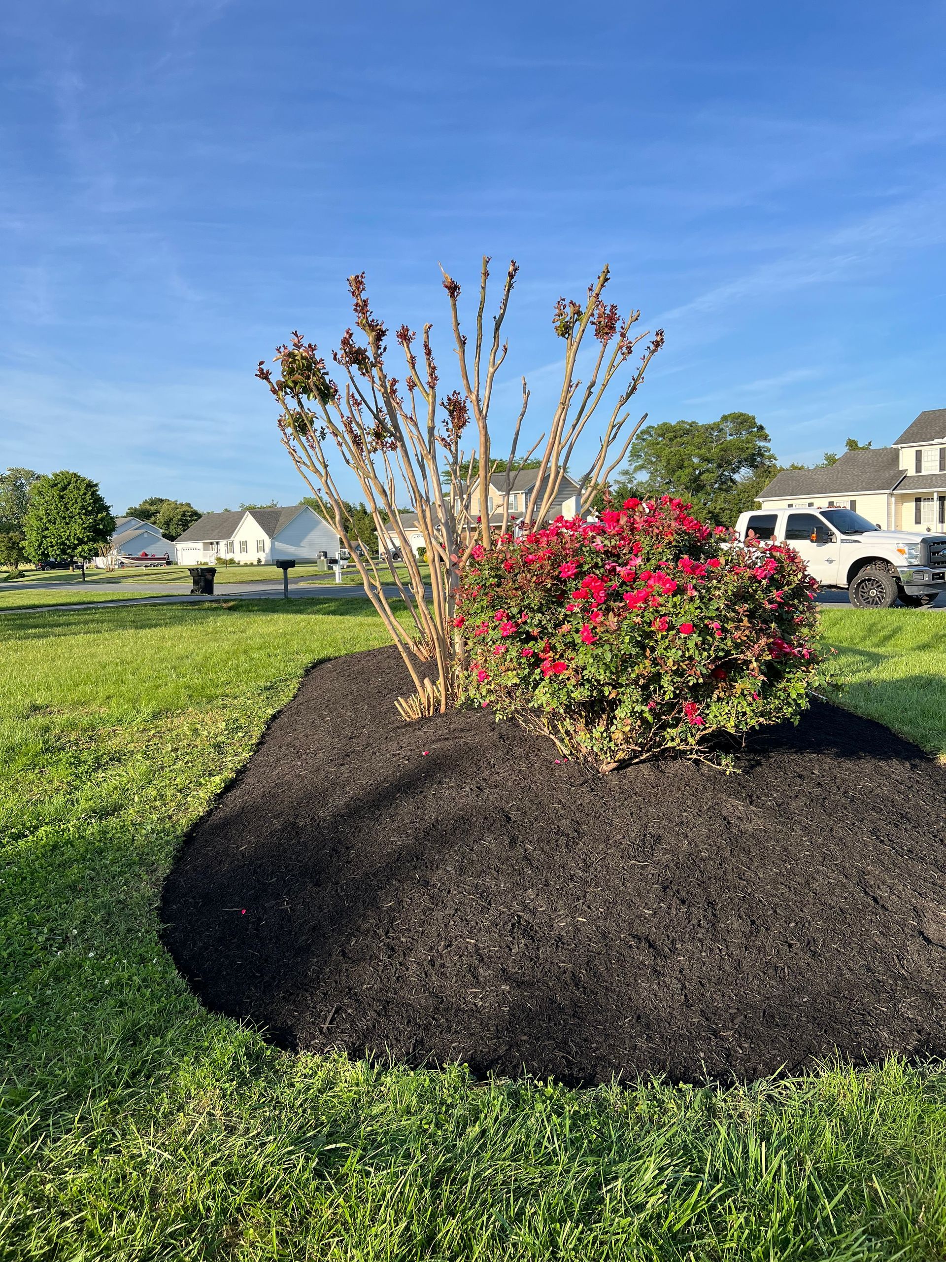 A bush with red flowers is surrounded by mulch in a yard.