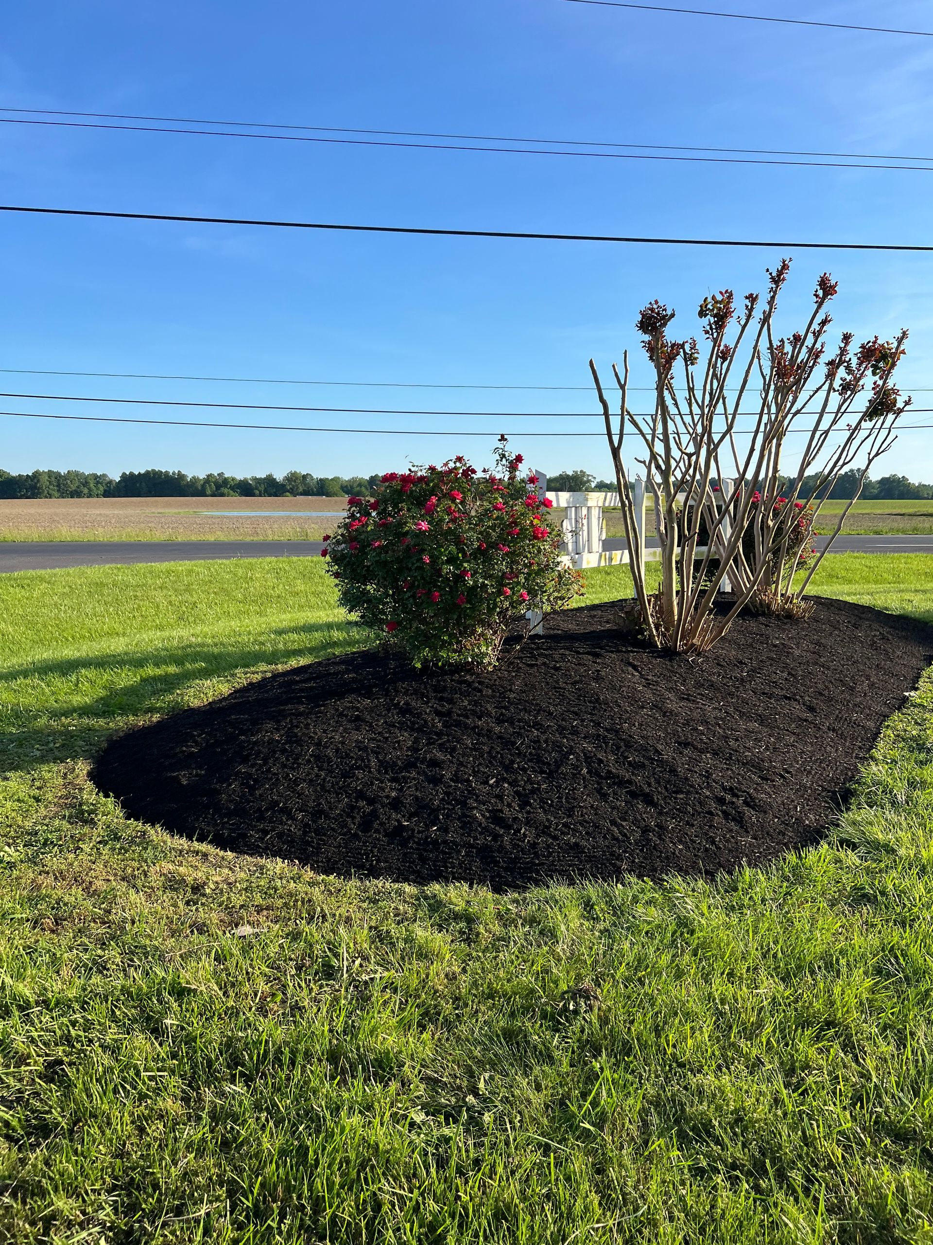 There is a bush in the middle of a lush green field.