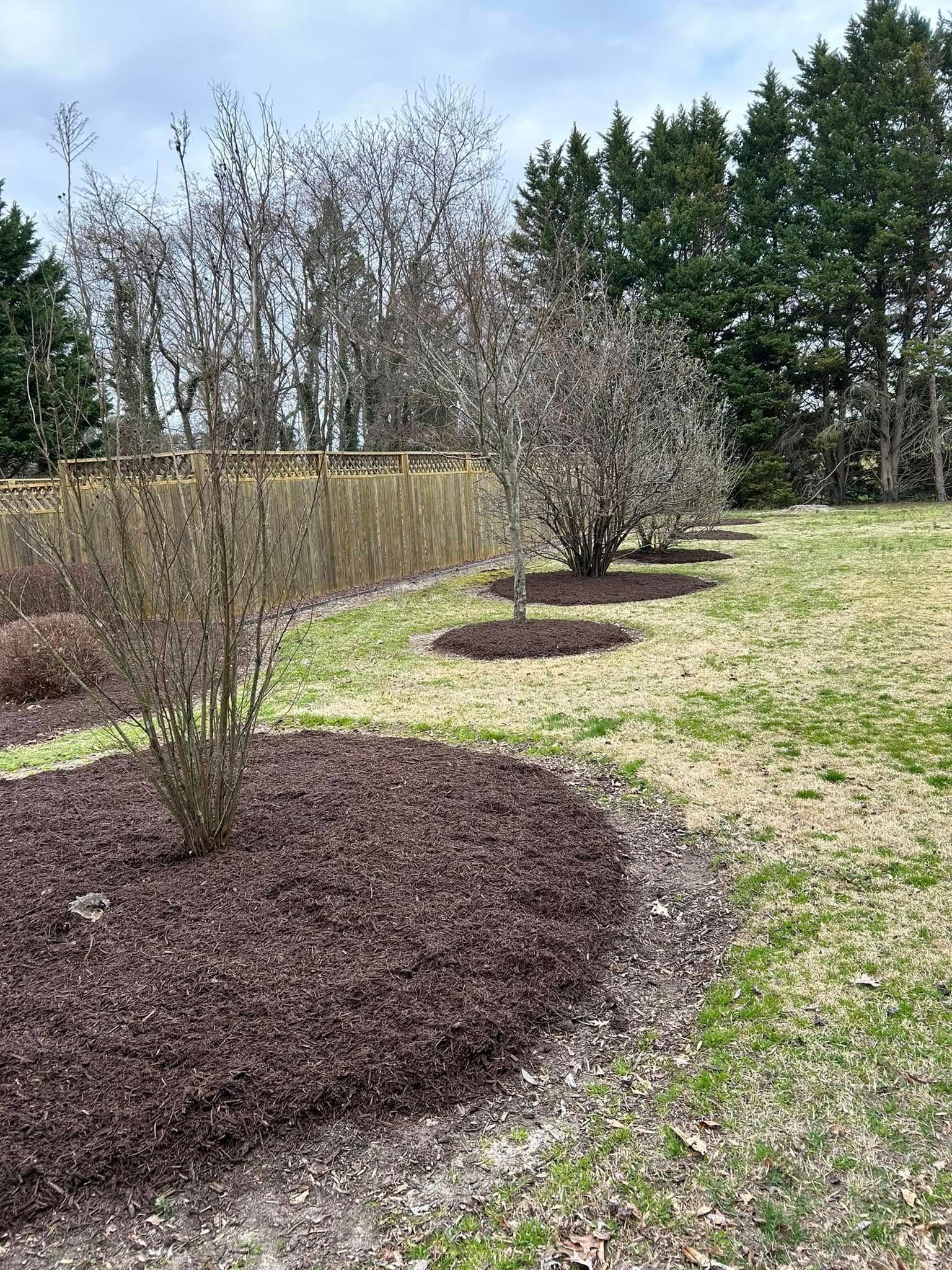 A row of trees in a field with mulch and trees in the background.