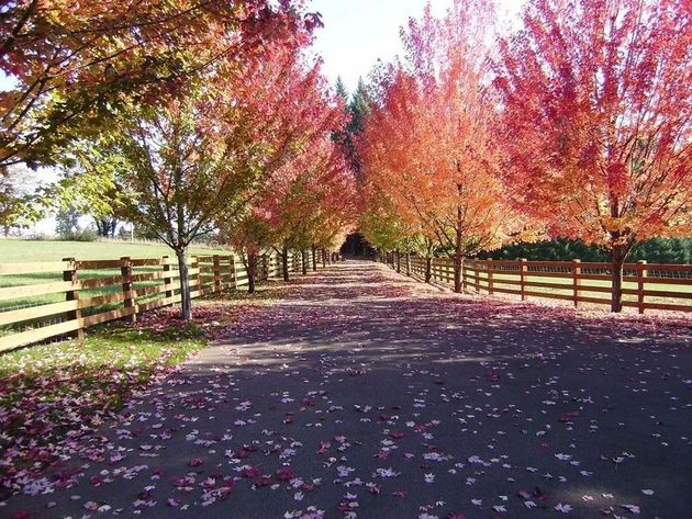 Tree-lined country road covered with pink and orange autumn leaves under bright sunlight