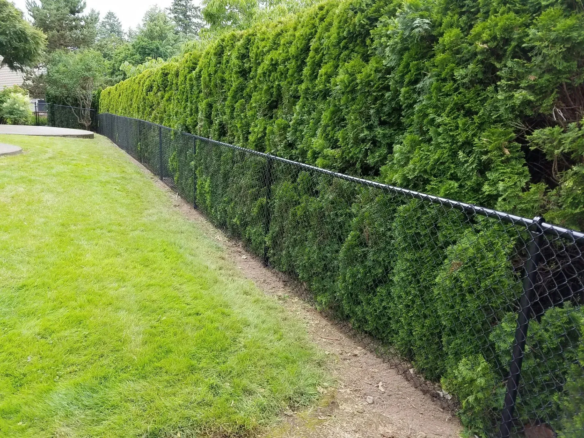 A green lawn beside a tall hedge and chain-link fence along a narrow path.