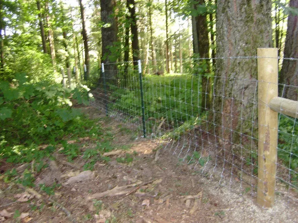 Wooded trail beside a wire fence and gate with a wooden post, sunlit greenery in the background