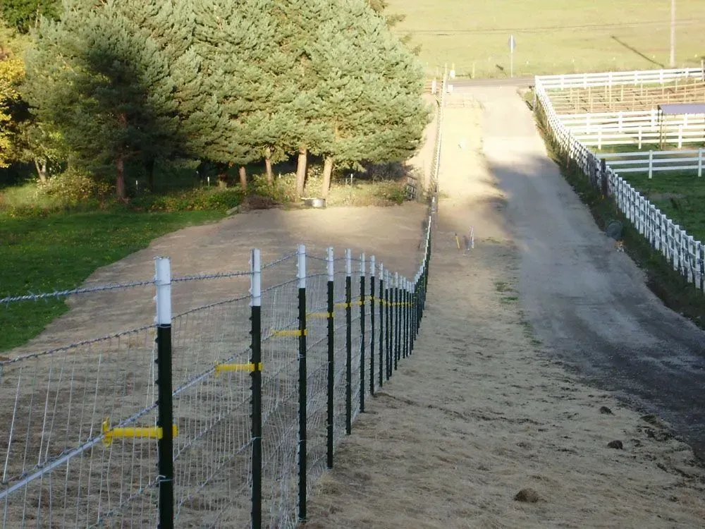 Fenced dirt path through a grassy field, with trees on the left and a white fence on the right.