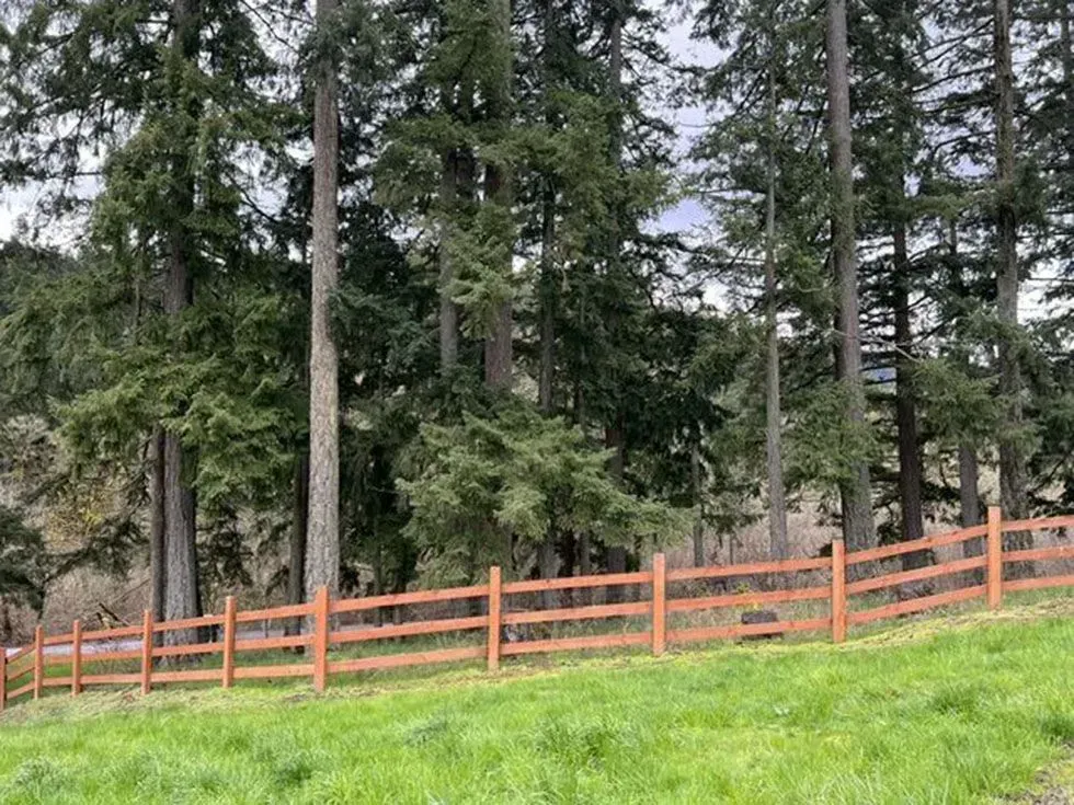 Orange wooden fence in a grassy field with tall evergreen trees in the background.