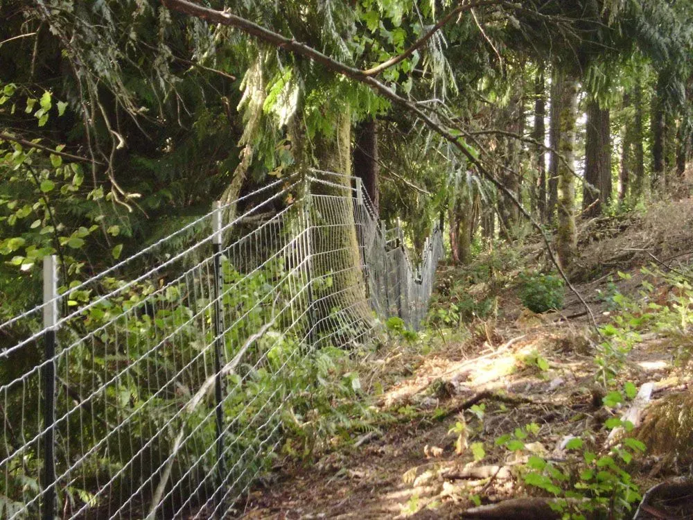 Wire fence along a wooded trail beside trees and dense greenery