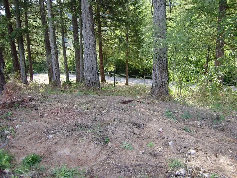 Wooded clearing with tall trees, a dirt mound, and a road visible in the background.