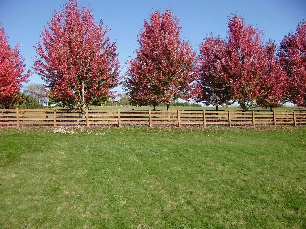 Green lawn with a wooden fence and three red-leaved trees under a clear blue sky