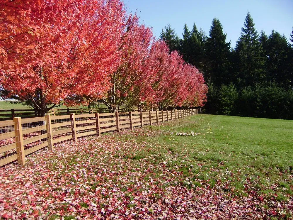 Pink blossoming trees along a wooden fence beside a green field in a sunny park