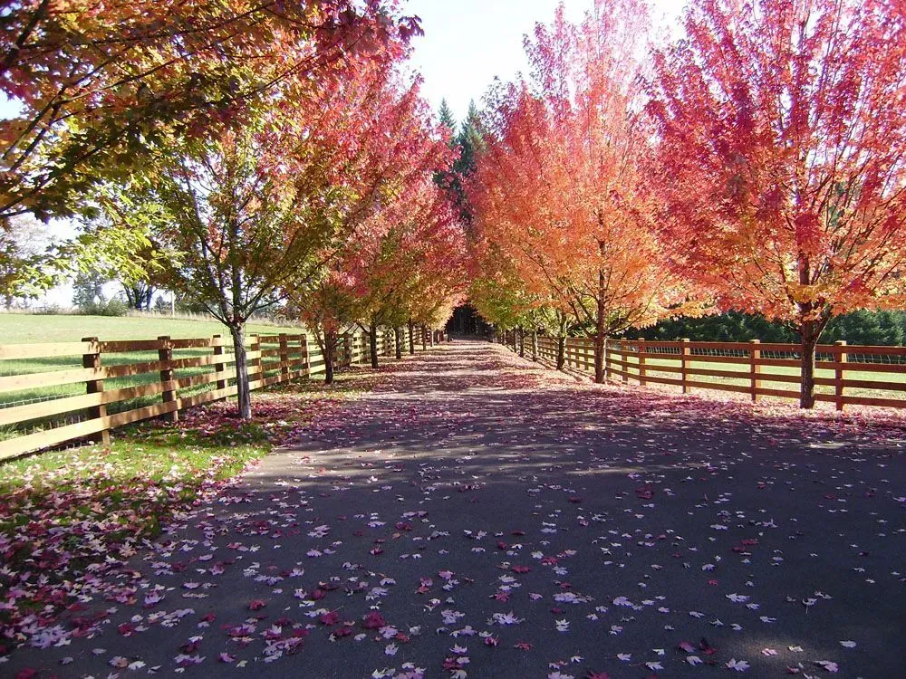 Tree-lined road with red and orange autumn leaves and fallen leaves on the pavement