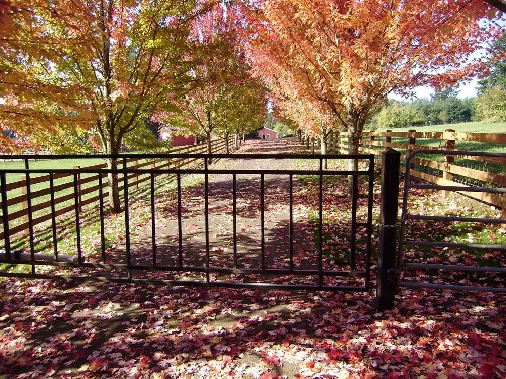 Black metal gate in a fenced autumn yard with colorful trees and fallen leaves.