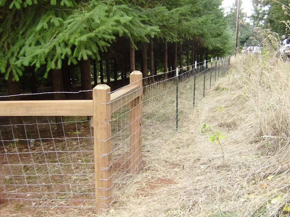 Wooden and wire fence beside a dirt path under tall evergreen trees and dry grass