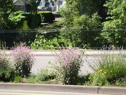 Flowering shrubs beside a road with a black fence and leafy trees in the background