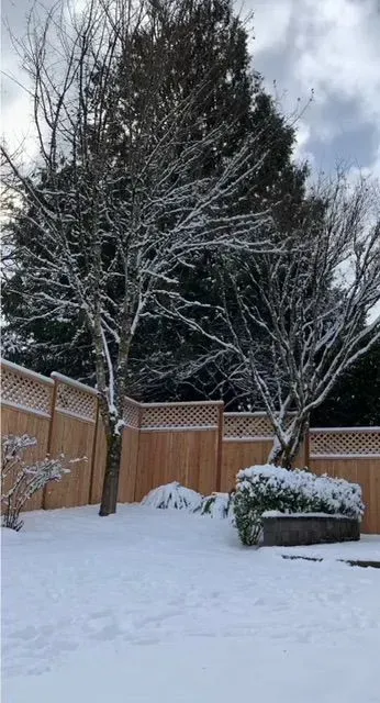 Snow-covered backyard with bare trees, wooden fence, and a bush under a cloudy sky