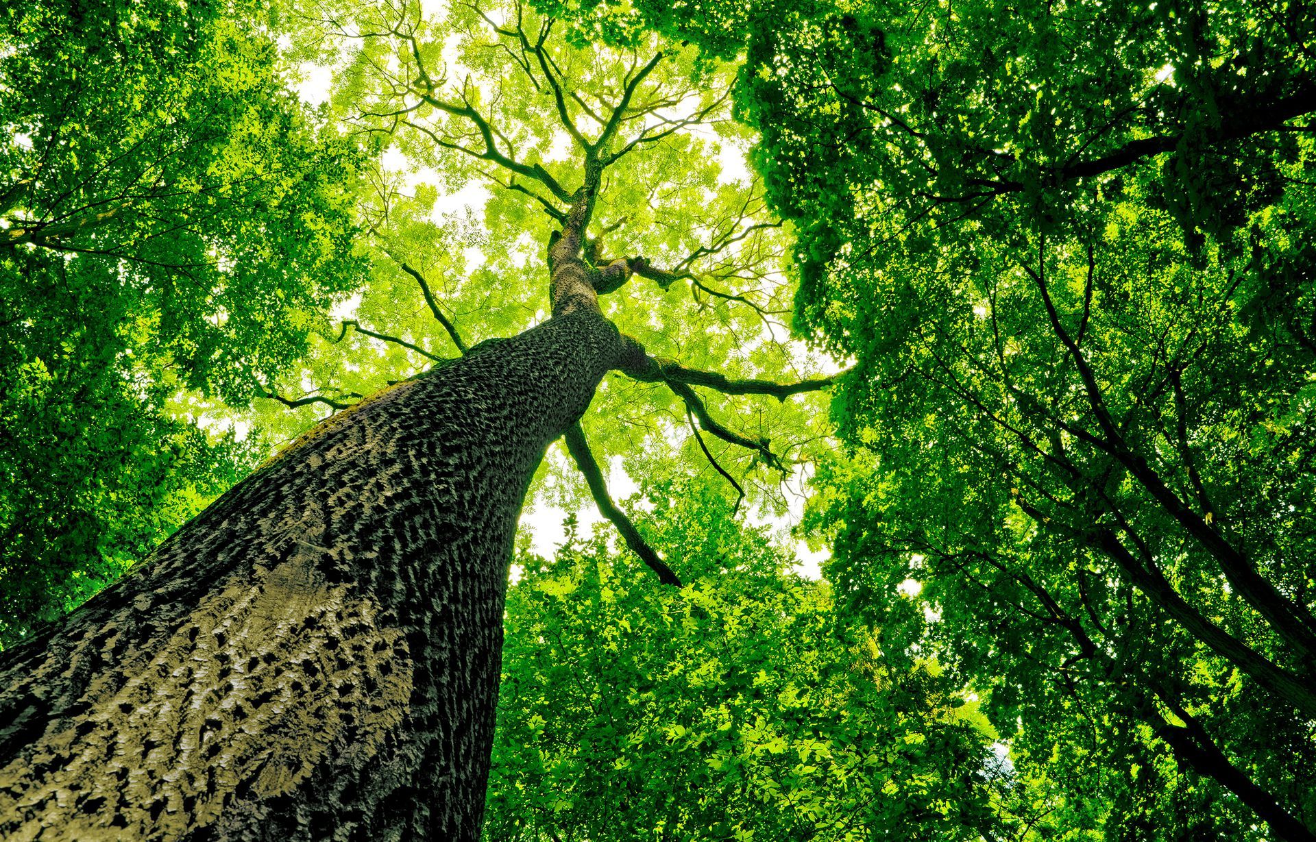Tree Trimming Gold Coast Tree Service Simi Valley, CA