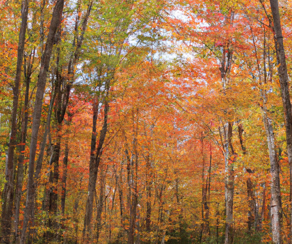 Trees with vibrant orange and yellow fall foliage fill the frame against a cloudy sky.