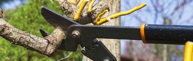 Tree trimming