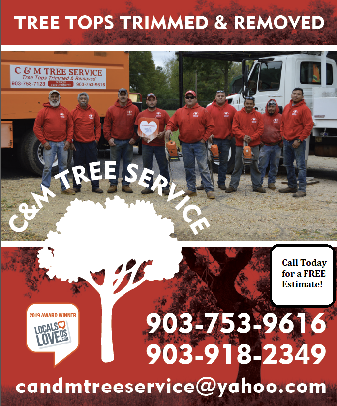 C&M Tree Service cutting tree down