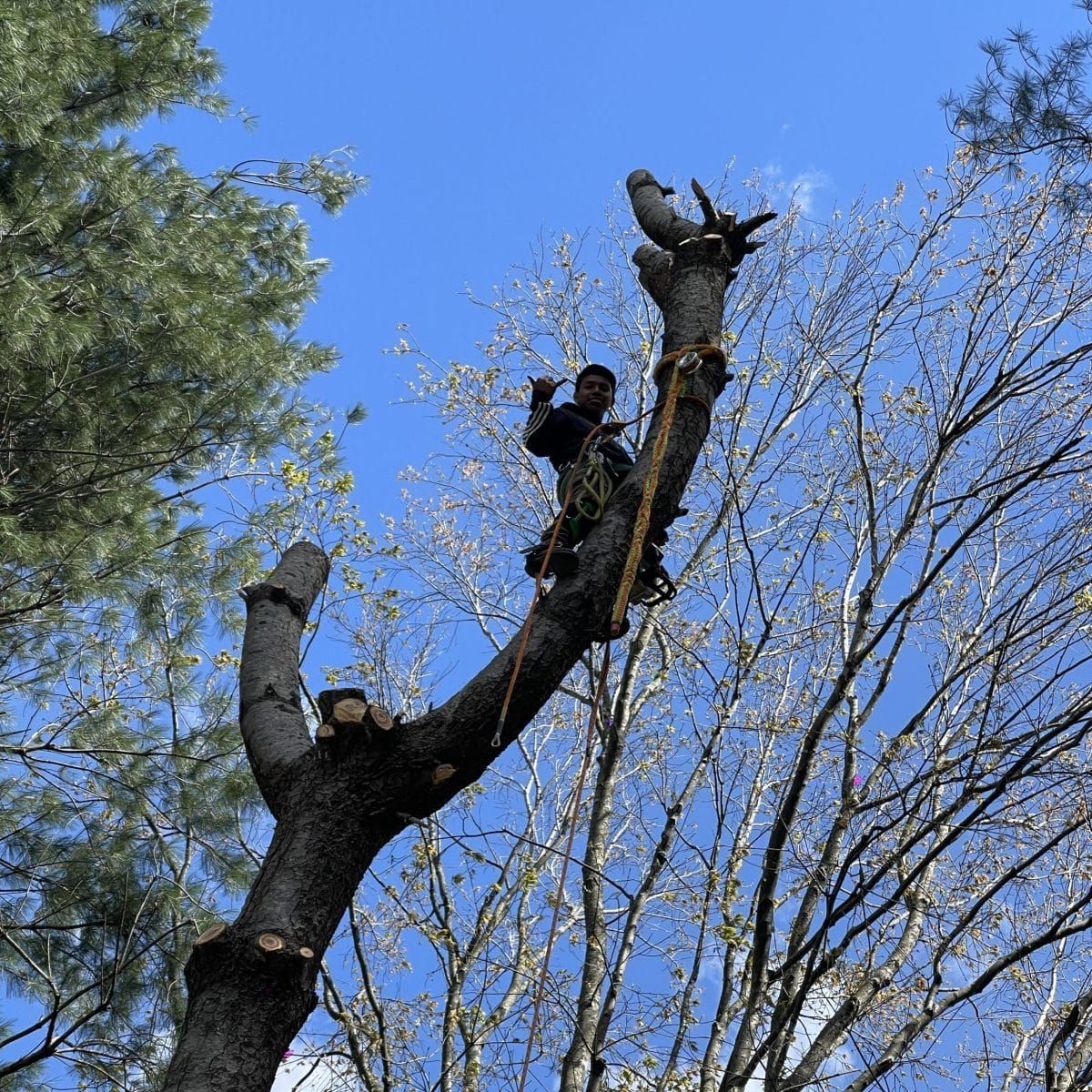 Two people perched high on a cut tree trunk against a blue sky and leafy branches