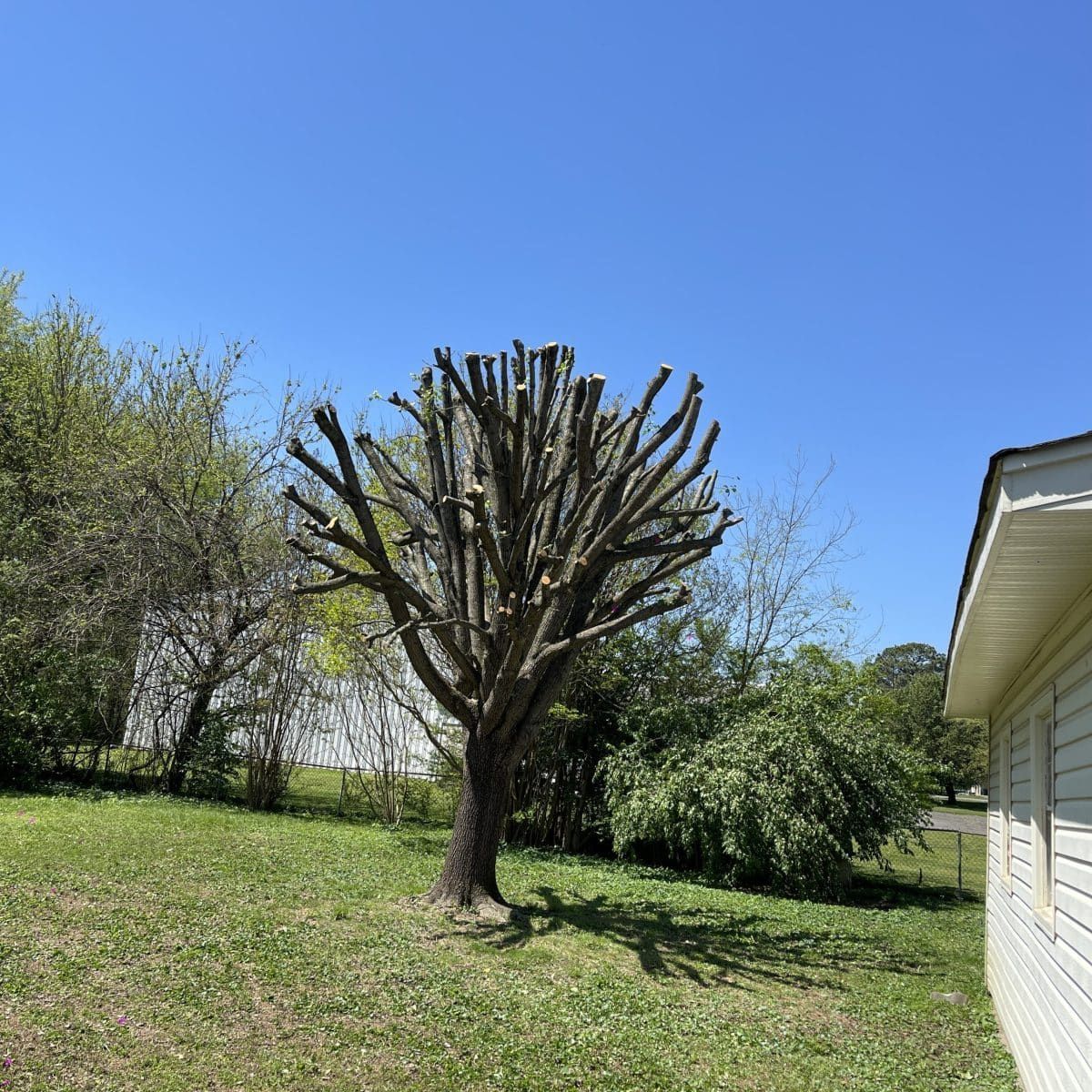 Pruned tree in a sunny backyard beside a house, with green grass and blue sky.