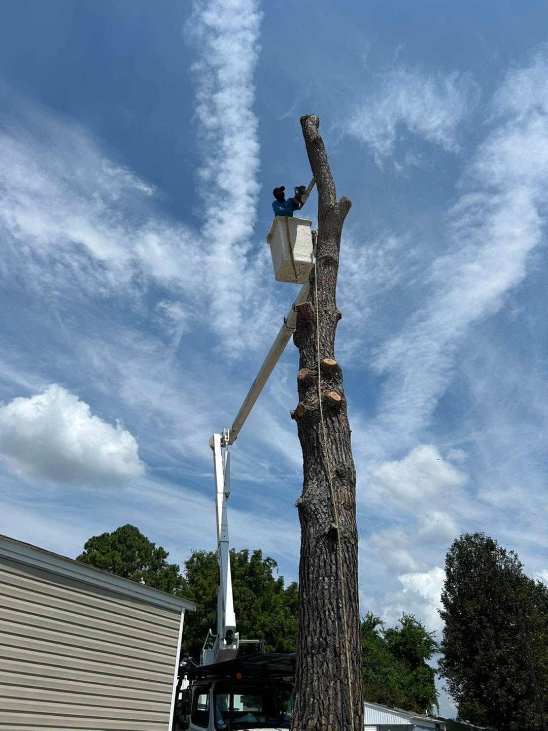 Worker trimming a tall dead tree with a bucket truck under a cloudy blue sky
