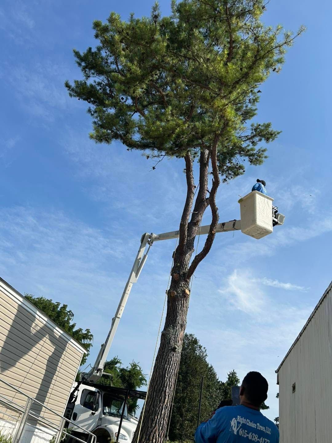 Worker in a bucket lift trimming a tall pine tree beside a building under a blue sky