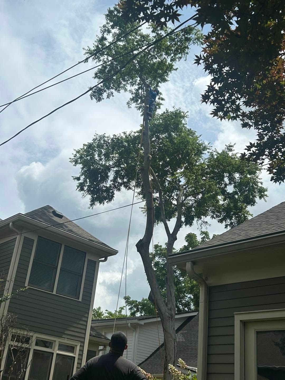 Tall tree between houses with power lines overhead under a cloudy sky