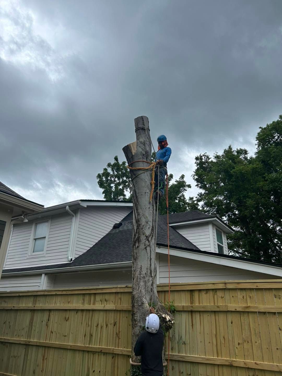 Worker on top of a tall tree trunk with another person below, next to a backyard fence under cloudy skies