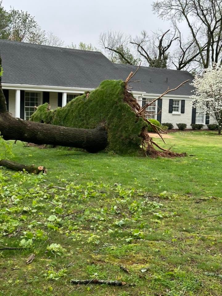 Fallen tree uprooted in a grassy yard beside a white house after storm damage