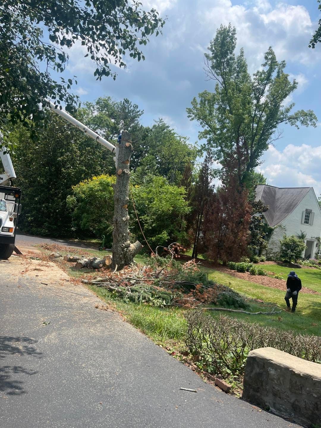 Storm-damaged tree and debris beside a driveway, with a person standing in a grassy yard under a partly cloudy sky