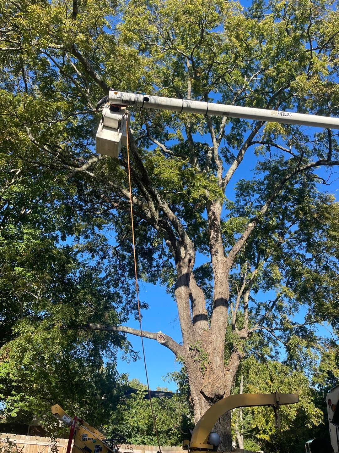 Utility bucket truck extended beside a large tree against a clear blue sky