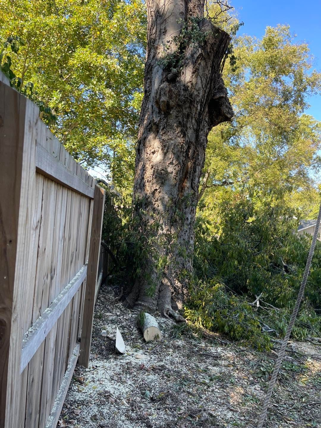 Large tree beside a wooden fence, with gravel ground and green foliage in sunlight.