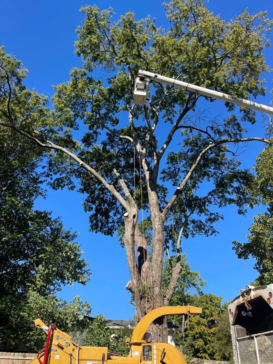 Arborist trimming a tall tree from a bucket lift under a clear blue sky