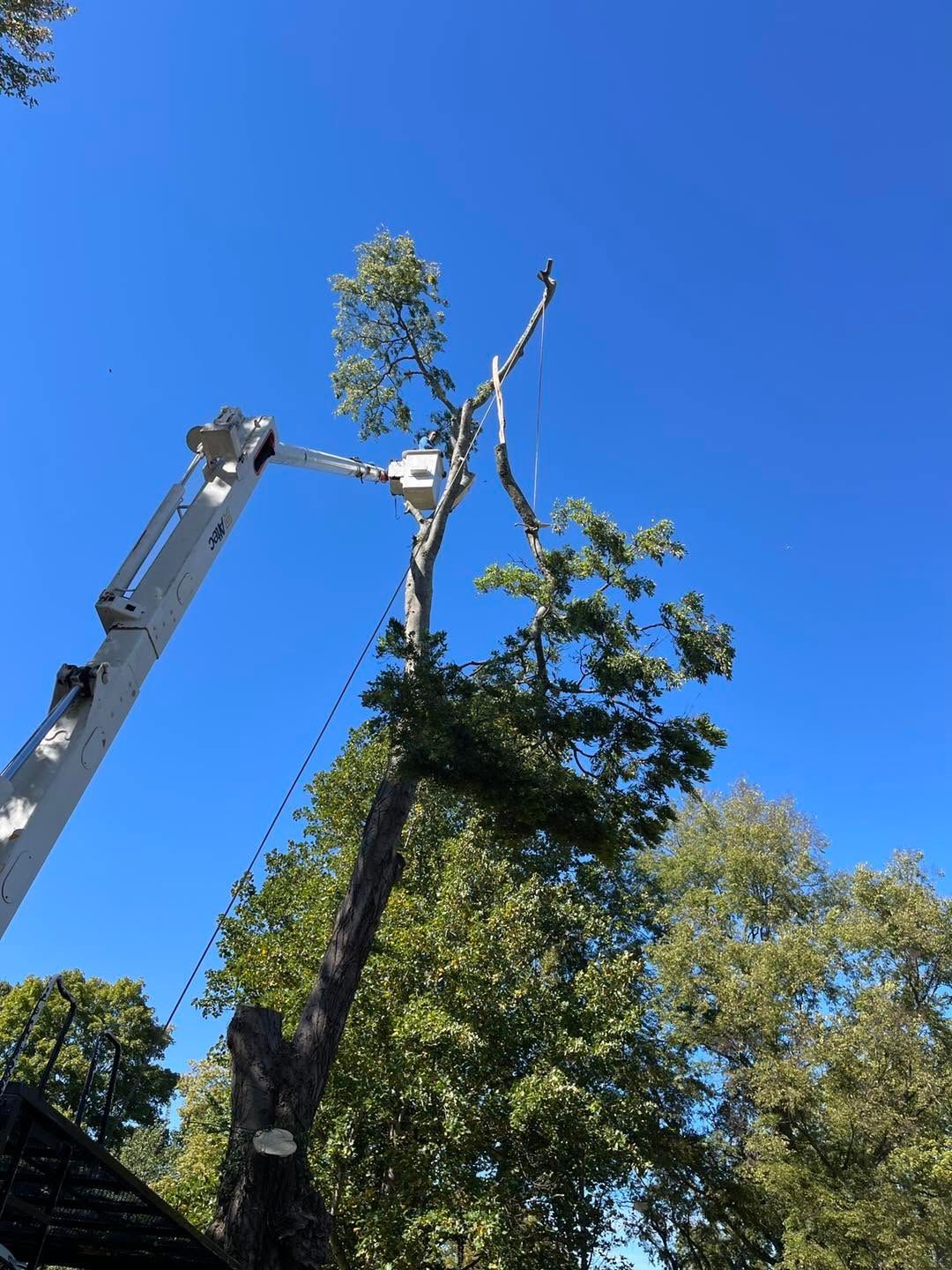 Tree crew using a lift to trim a tall tree against a clear blue sky