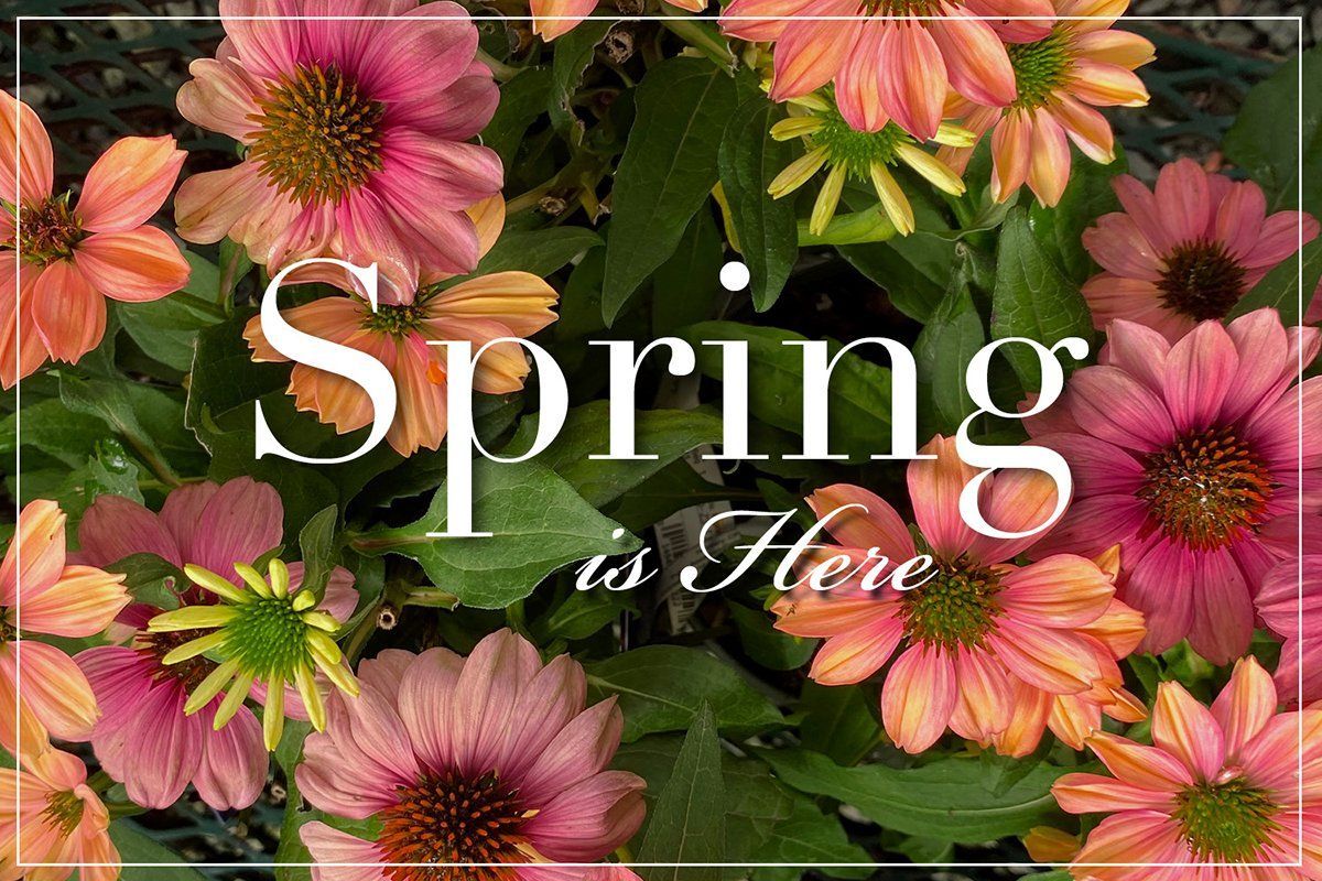 Pink and orange flowers with overlaid text reading “Spring is Here”