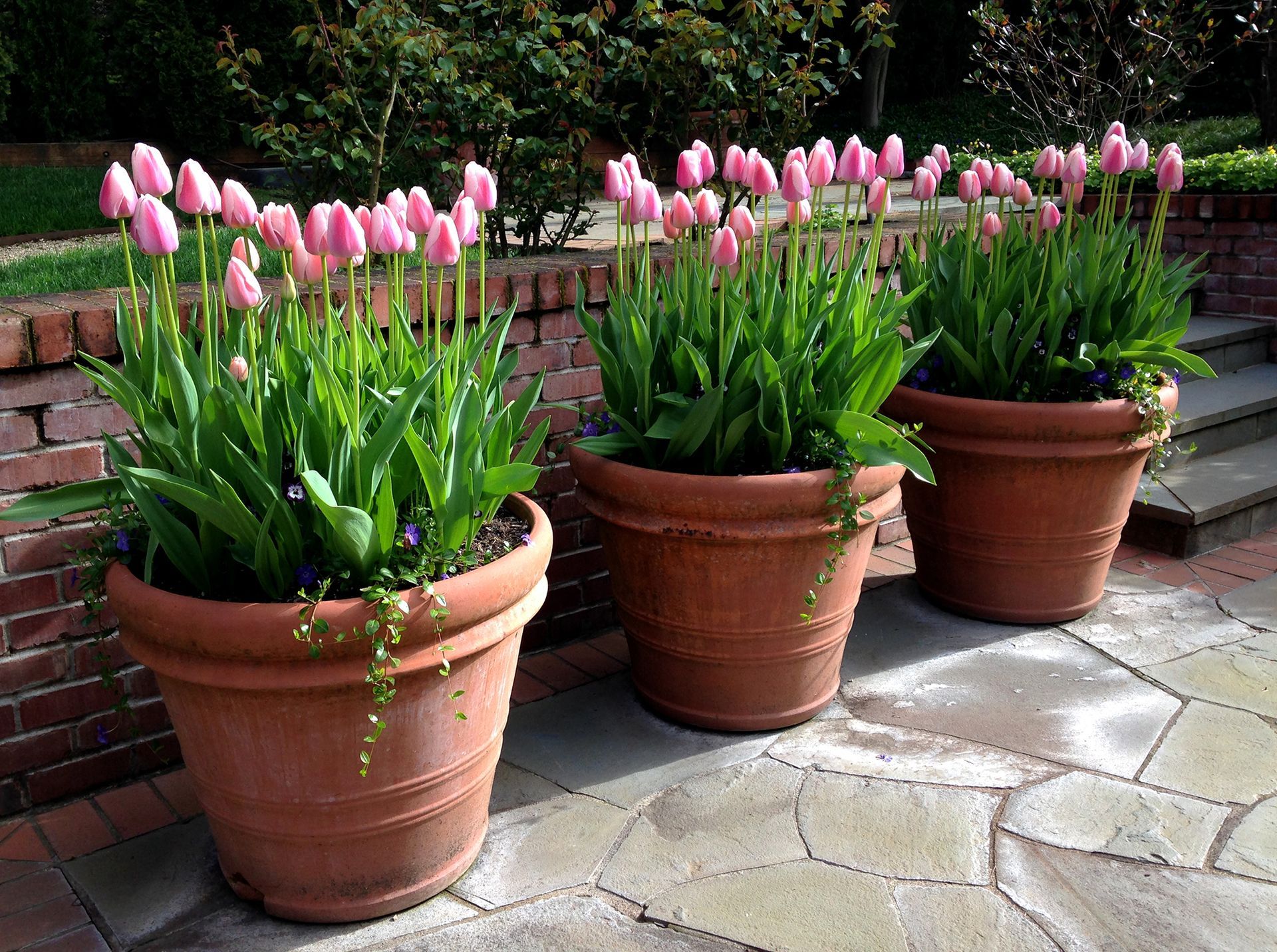 Three terracotta pots of pink tulips on a stone patio near a brick wall
