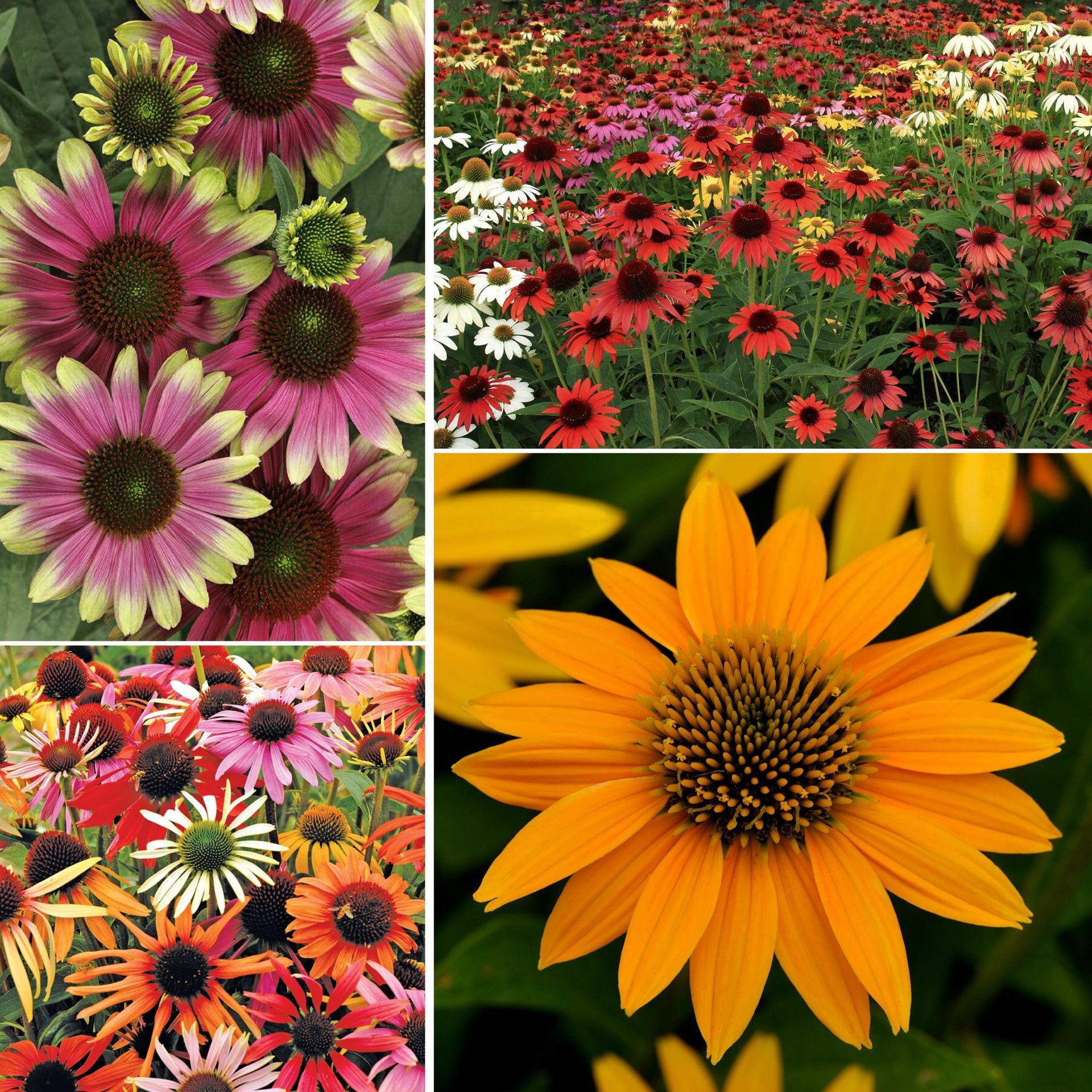 Collage of colorful flowers, including pink, red, and orange daisies and a close-up sunflower.