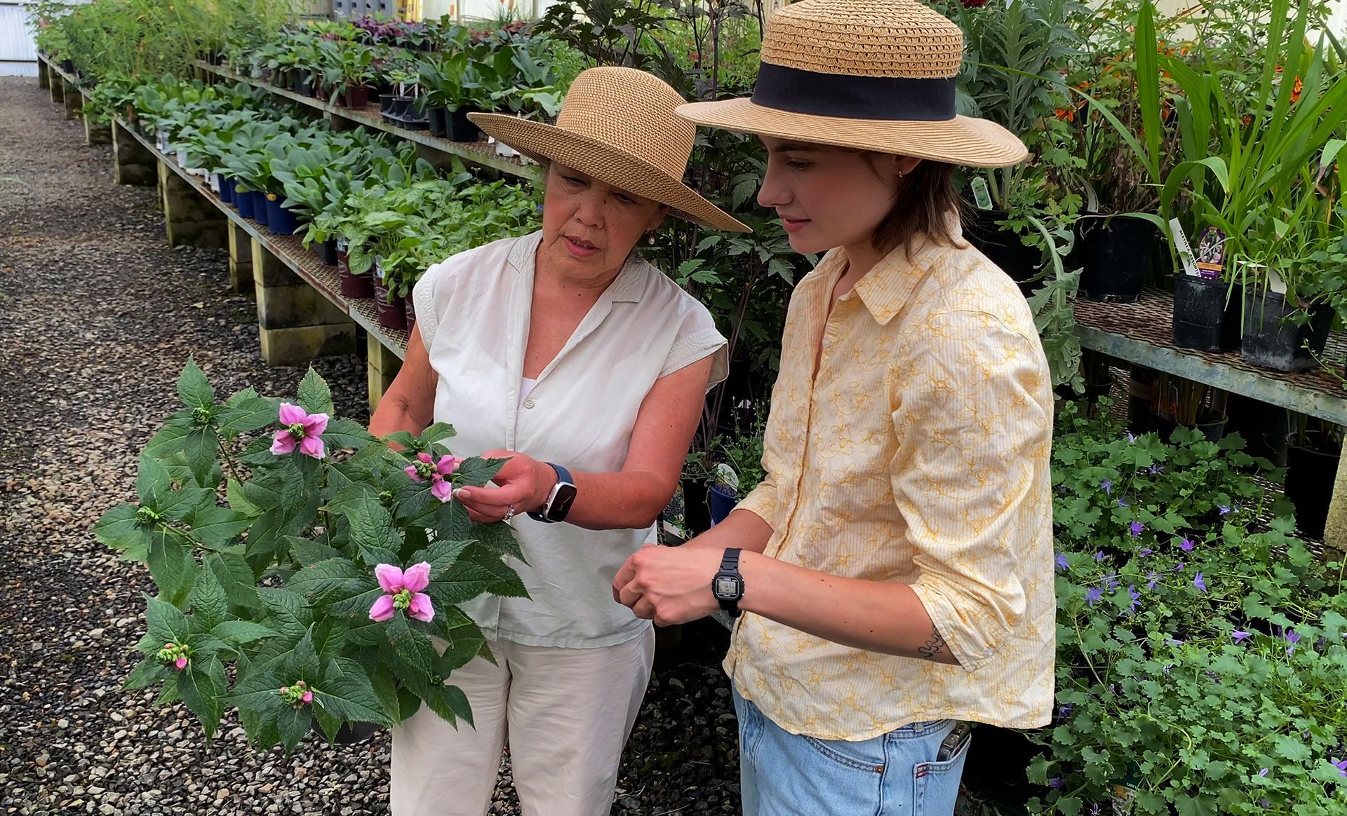 Two people in straw hats examining flowering plants in a greenhouse.