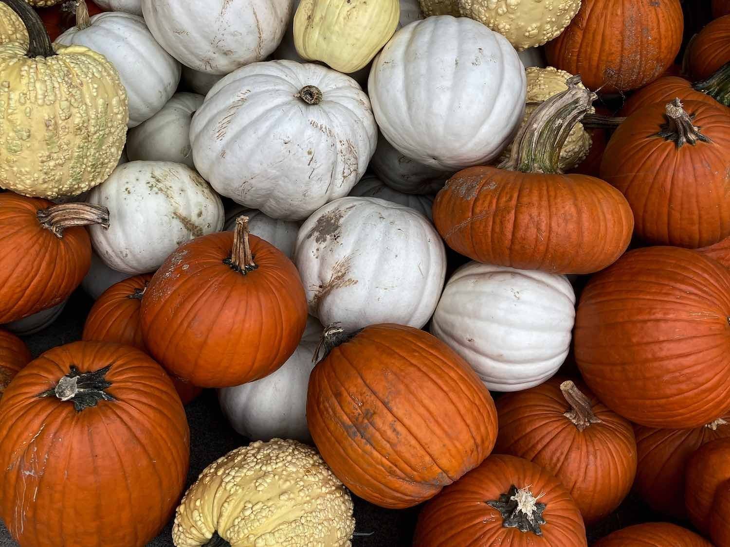 Assorted orange, white, and pale yellow pumpkins stacked together at a market.