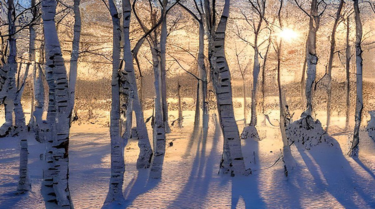 Snow-covered birch trees in a winter forest at sunrise, with long shadows and warm golden light