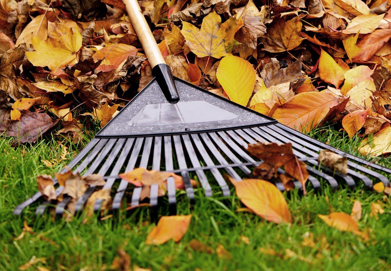 Rake gathering autumn leaves on grass, with yellow and brown leaves scattered around