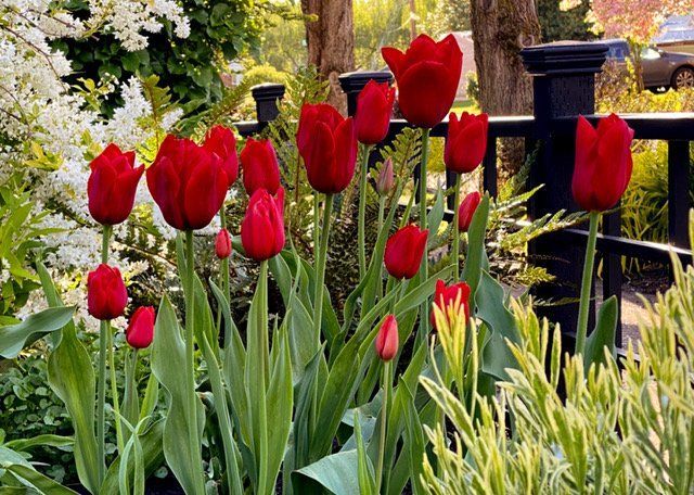 Red tulips blooming in a garden beside a black fence and green foliage