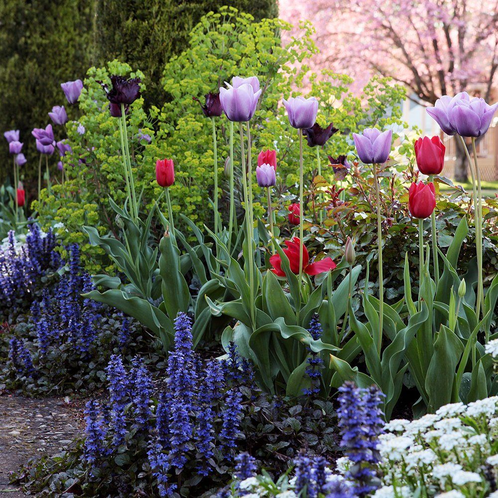 Colorful tulips and purple flowers blooming in a lush garden border in spring