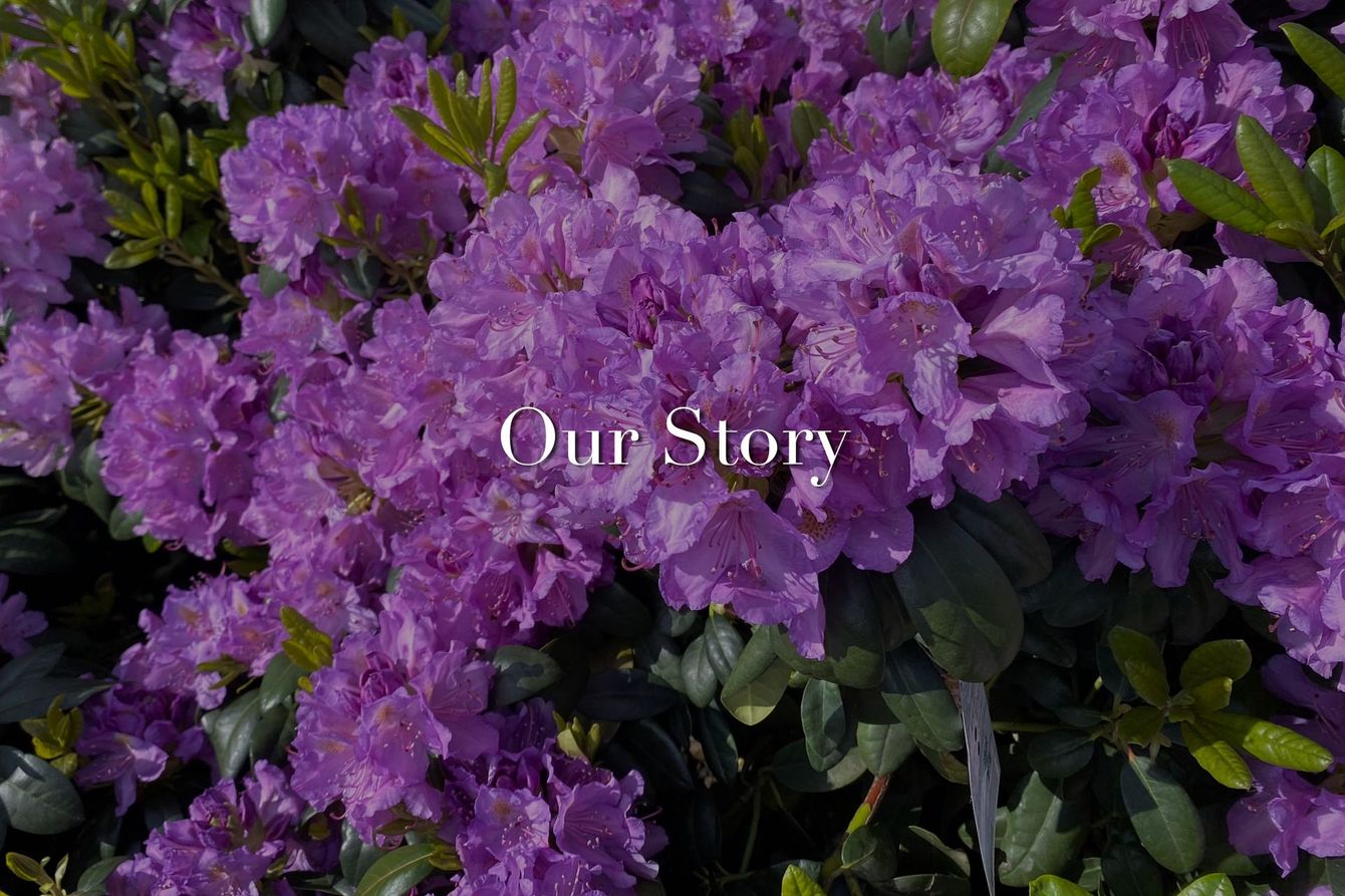 Purple flowers with centered white text reading “Our Story”
