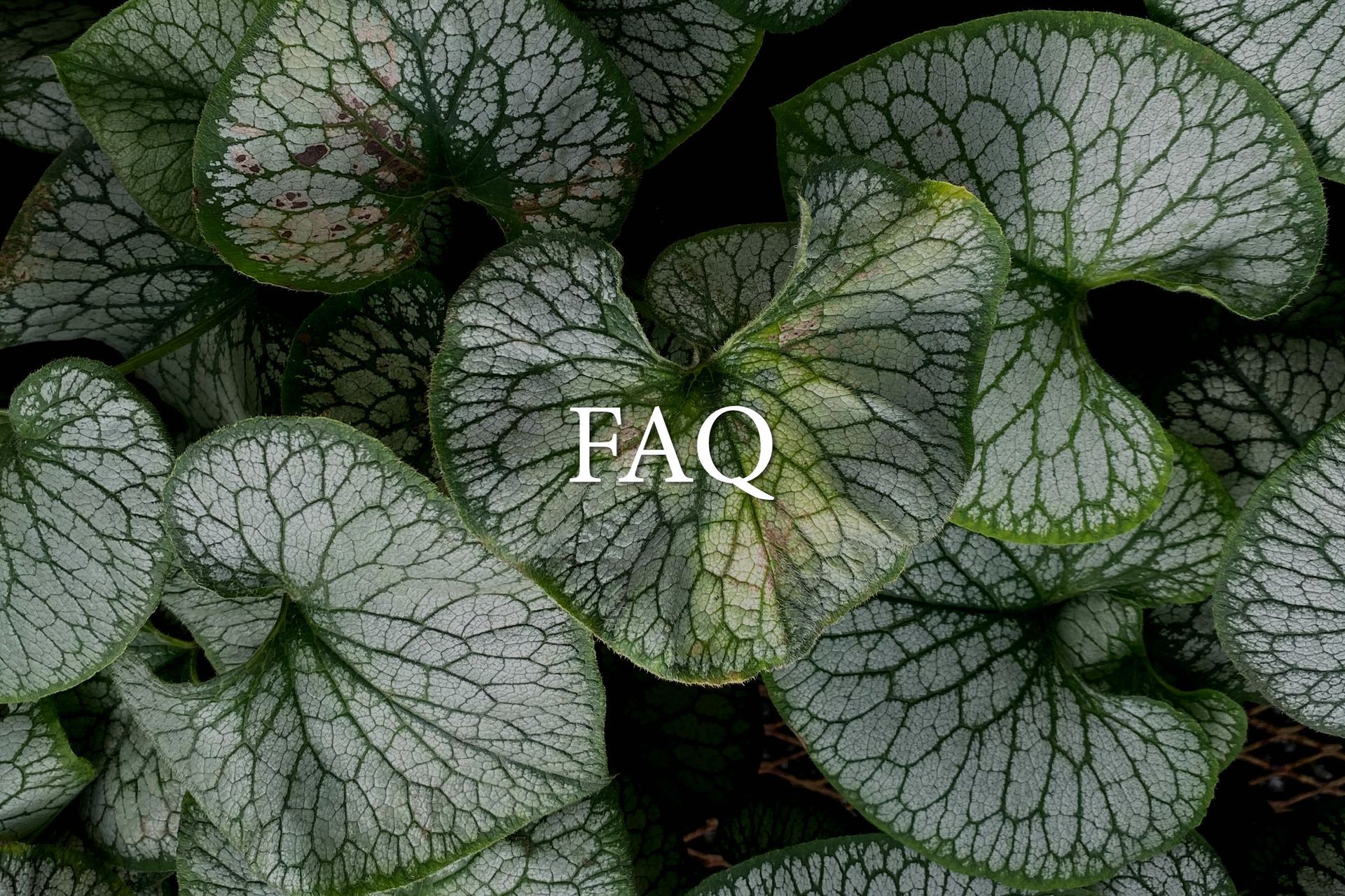FAQ text over close-up green and silver leaves background